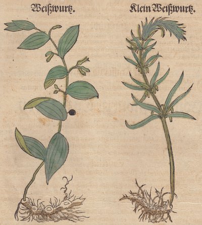 Illustration of Polygonatum multiflorum and Polygonatum verticillatum by Unbekannt Unbekannt